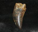 Highly Collectable Tyrannosaurus Rex (T-Rex) Tooth #715-1